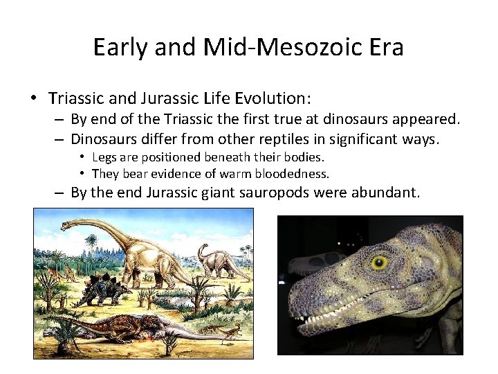 Early and Mid-Mesozoic Era • Triassic and Jurassic Life Evolution: – By end of