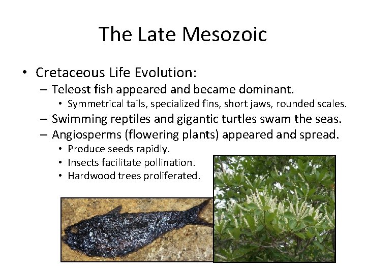 The Late Mesozoic • Cretaceous Life Evolution: – Teleost fish appeared and became dominant.