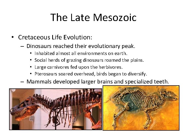 The Late Mesozoic • Cretaceous Life Evolution: – Dinosaurs reached their evolutionary peak. •