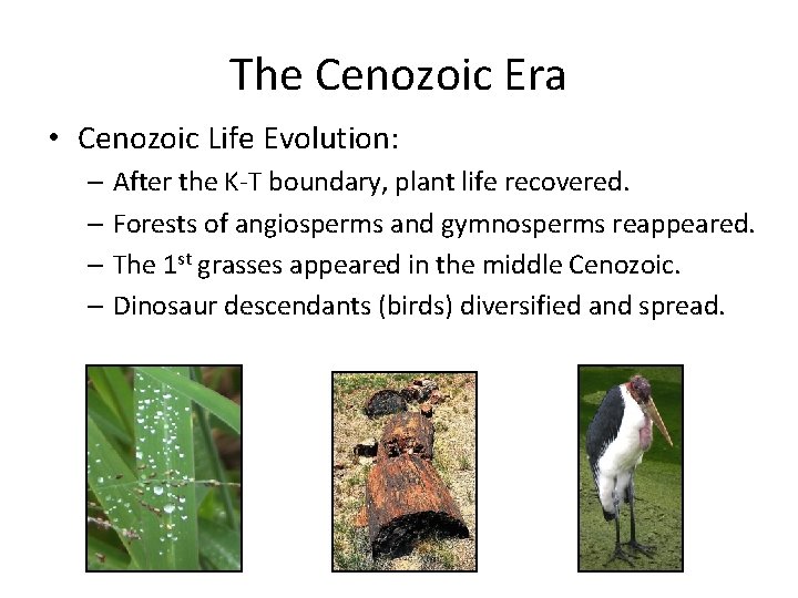 The Cenozoic Era • Cenozoic Life Evolution: – After the K-T boundary, plant life