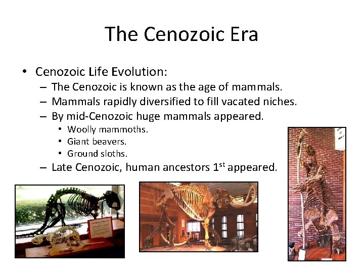 The Cenozoic Era • Cenozoic Life Evolution: – The Cenozoic is known as the