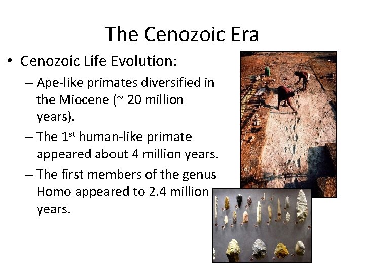 The Cenozoic Era • Cenozoic Life Evolution: – Ape-like primates diversified in the Miocene