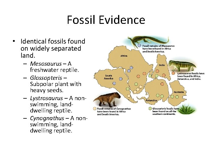 Fossil Evidence • Identical fossils found on widely separated land. – Mesosaurus – A