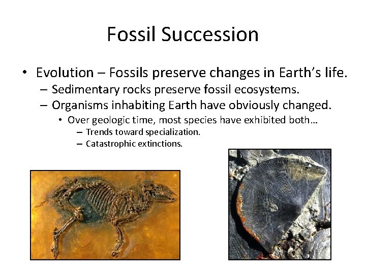 Fossil Succession • Evolution – Fossils preserve changes in Earth’s life. – Sedimentary rocks