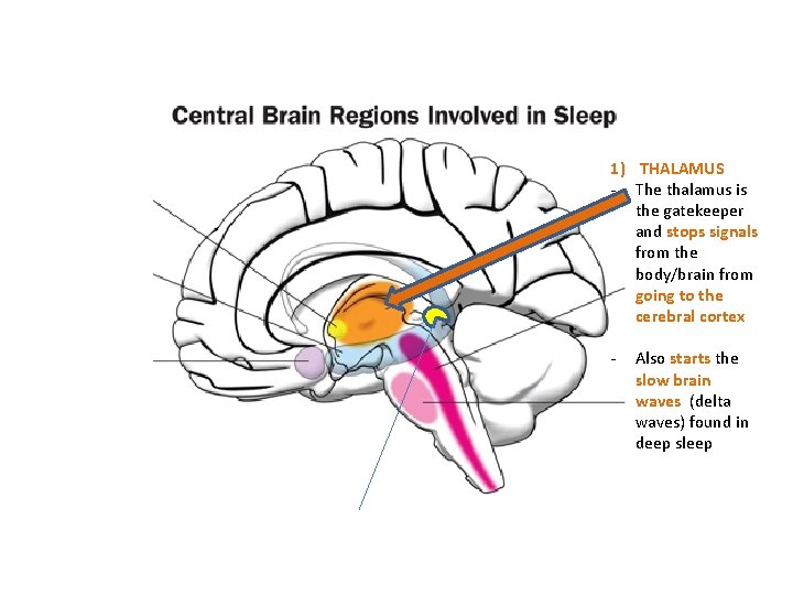 1) THALAMUS - The thalamus is the gatekeeper and stops signals from the body/brain