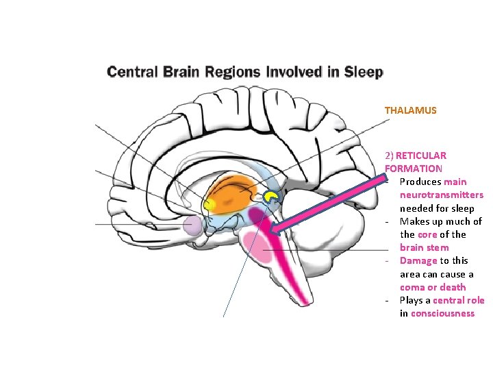 THALAMUS 2) RETICULAR FORMATION - Produces main neurotransmitters needed for sleep - Makes up