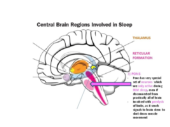 THALAMUS RETICULAR FORMATION 3) PONS - - Pons has very special set of neurons