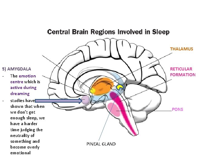 THALAMUS 5) AMYGDALA - The emotion centre which is active during dreaming - studies