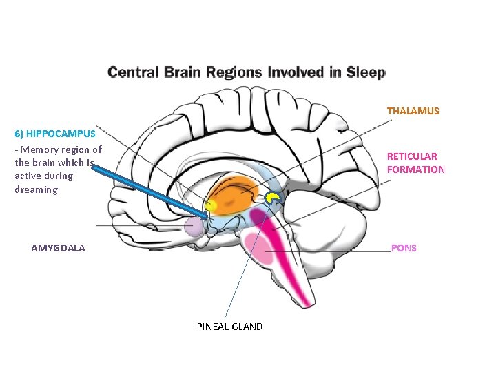 THALAMUS 6) HIPPOCAMPUS - Memory region of the brain which is active during dreaming