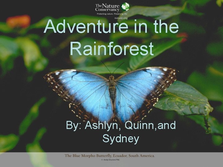 Adventure in the Rainforest By: Ashlyn, Quinn, and Sydney 