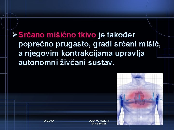 Ø Srčano mišićno tkivo je također poprečno prugasto, gradi srčani mišić, a njegovim kontrakcijama