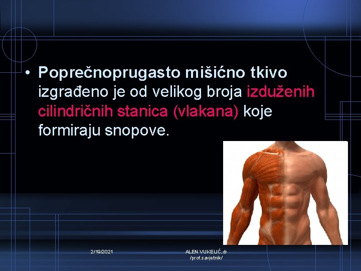  • Poprečnoprugasto mišićno tkivo izgrađeno je od velikog broja izduženih cilindričnih stanica (vlakana)