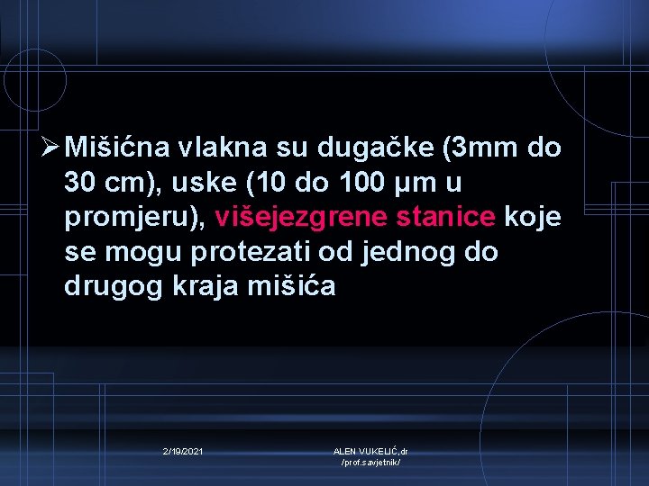 Ø Mišićna vlakna su dugačke (3 mm do 30 cm), uske (10 do 100