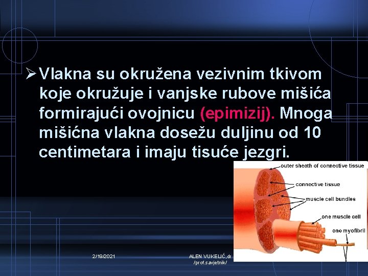 Ø Vlakna su okružena vezivnim tkivom koje okružuje i vanjske rubove mišića formirajući ovojnicu