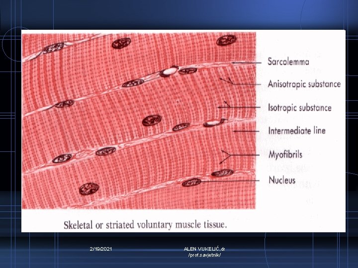 2/19/2021 ALEN VUKELIĆ, dr /prof. savjetnik/ 