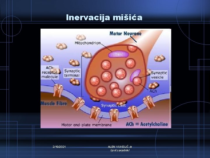 Inervacija mišića 2/19/2021 ALEN VUKELIĆ, dr /prof. savjetnik/ 
