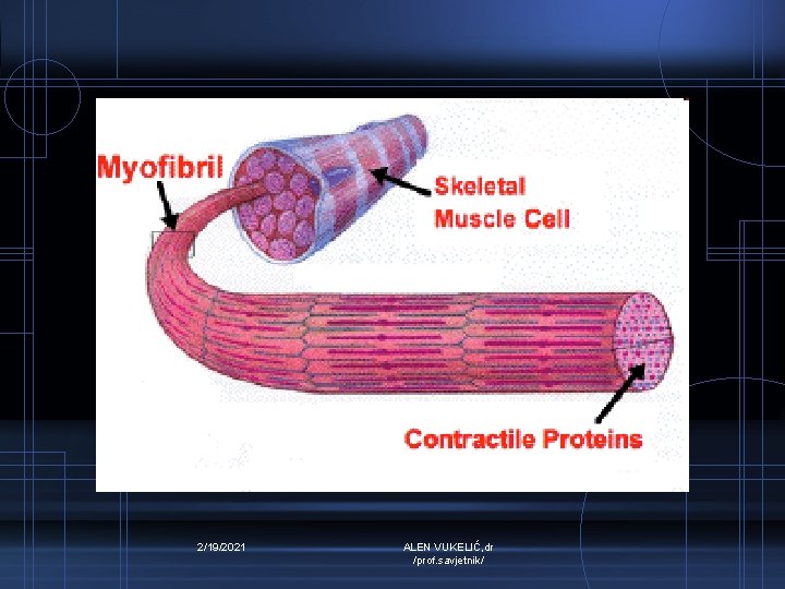 2/19/2021 ALEN VUKELIĆ, dr /prof. savjetnik/ 