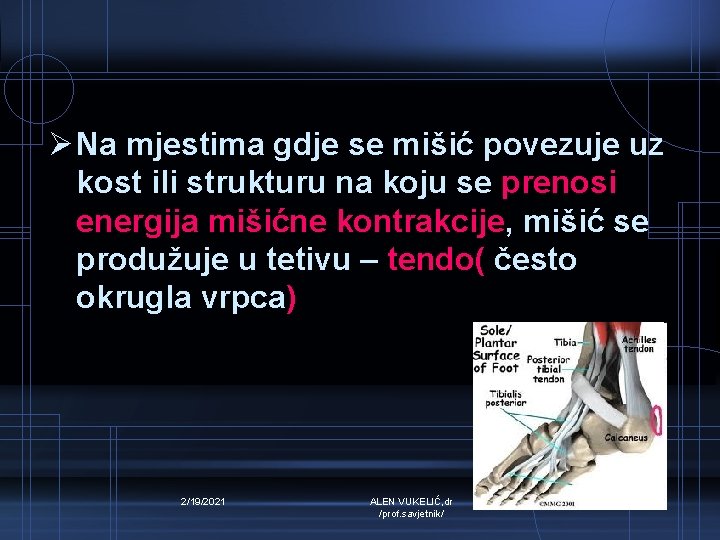 Ø Na mjestima gdje se mišić povezuje uz kost ili strukturu na koju se