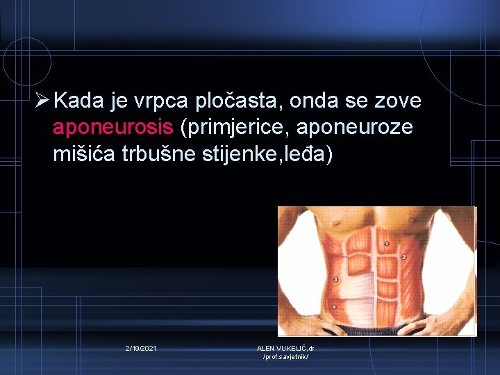 Ø Kada je vrpca pločasta, onda se zove aponeurosis (primjerice, aponeuroze mišića trbušne stijenke,