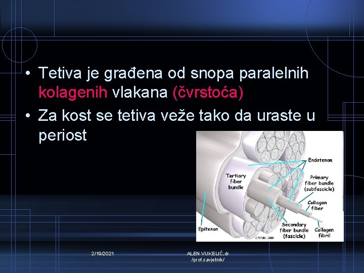  • Tetiva je građena od snopa paralelnih kolagenih vlakana (čvrstoća) • Za kost