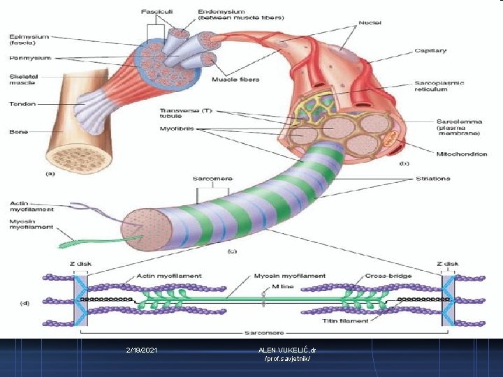 2/19/2021 ALEN VUKELIĆ, dr /prof. savjetnik/ 