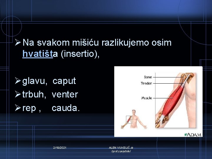 Ø Na svakom mišiću razlikujemo osim hvatišta (insertio), Ø glavu, caput Ø trbuh, venter