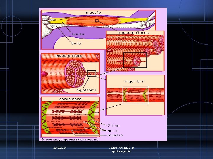 2/19/2021 ALEN VUKELIĆ, dr /prof. savjetnik/ 