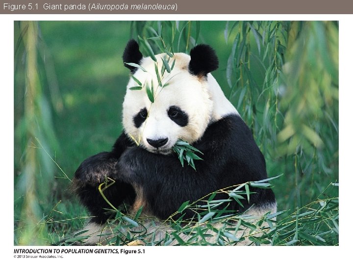 Figure 5. 1 Giant panda (Ailuropoda melanoleuca) 