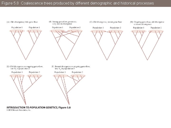 Figure 5. 8 Coalescence trees produced by different demographic and historical processes 