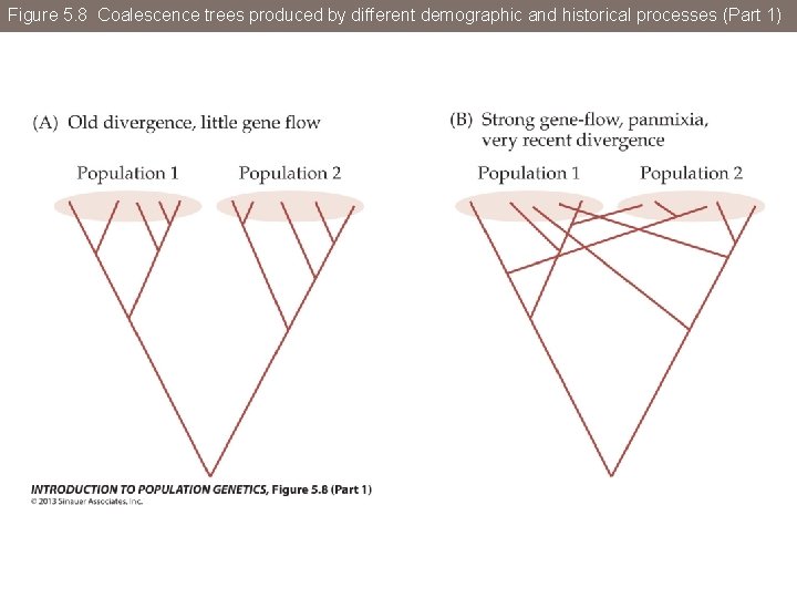 Figure 5. 8 Coalescence trees produced by different demographic and historical processes (Part 1)