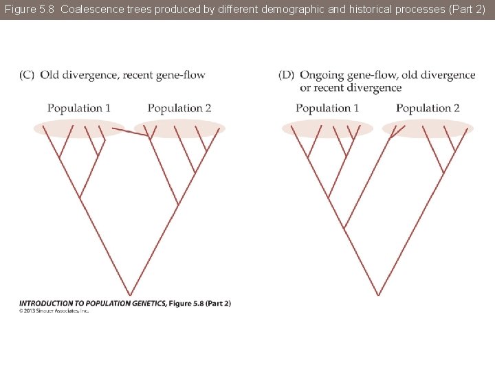 Figure 5. 8 Coalescence trees produced by different demographic and historical processes (Part 2)