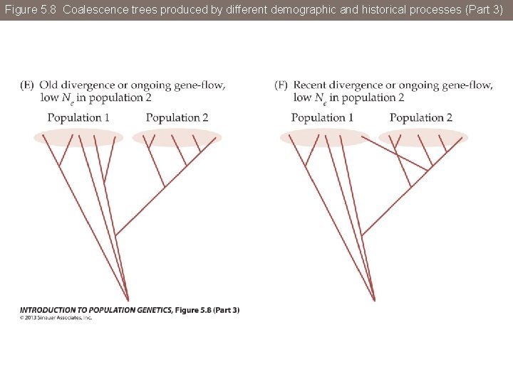 Figure 5. 8 Coalescence trees produced by different demographic and historical processes (Part 3)