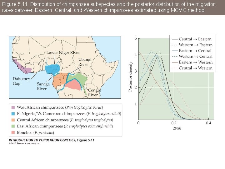 Figure 5. 11 Distribution of chimpanzee subspecies and the posterior distribution of the migration