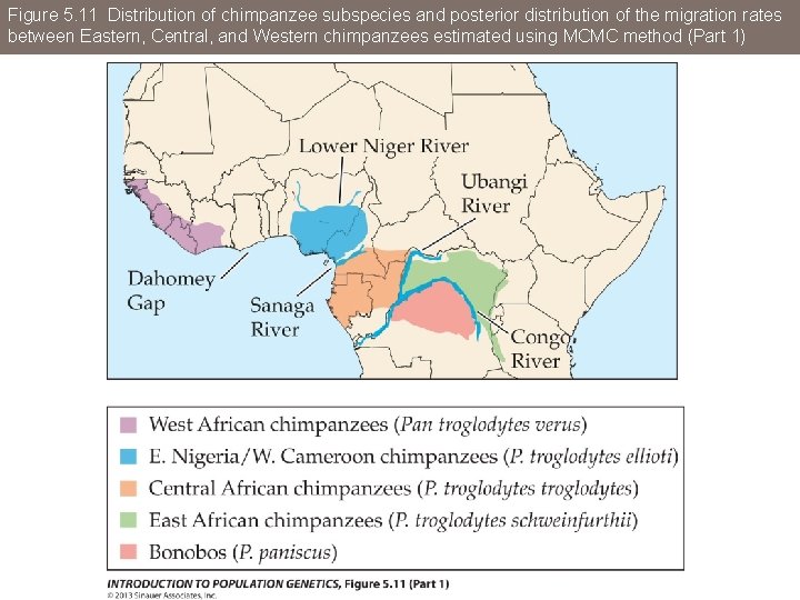 Figure 5. 11 Distribution of chimpanzee subspecies and posterior distribution of the migration rates