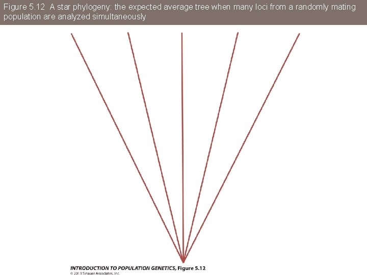 Figure 5. 12 A star phylogeny: the expected average tree when many loci from