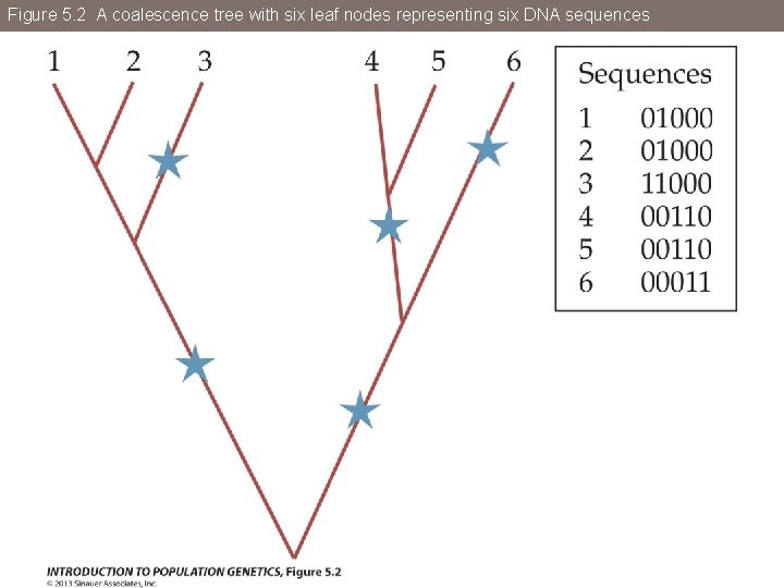 Figure 5. 2 A coalescence tree with six leaf nodes representing six DNA sequences