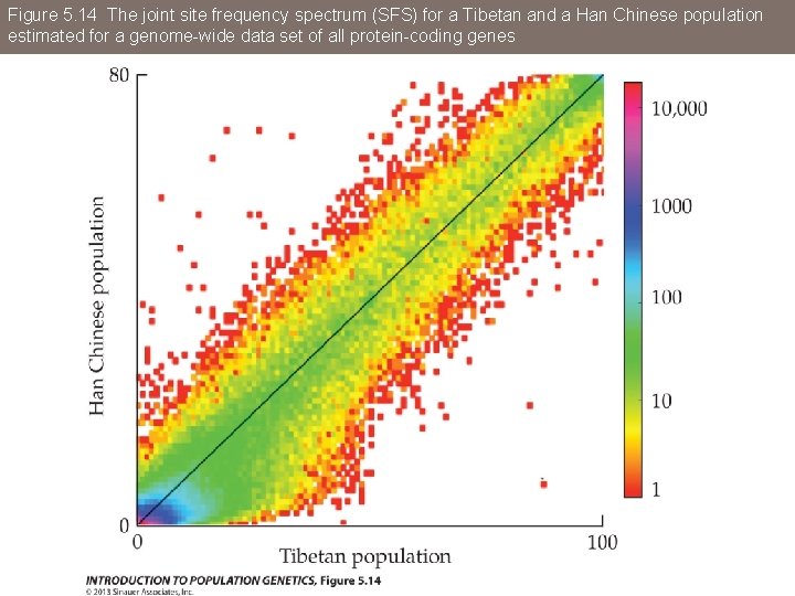 Figure 5. 14 The joint site frequency spectrum (SFS) for a Tibetan and a