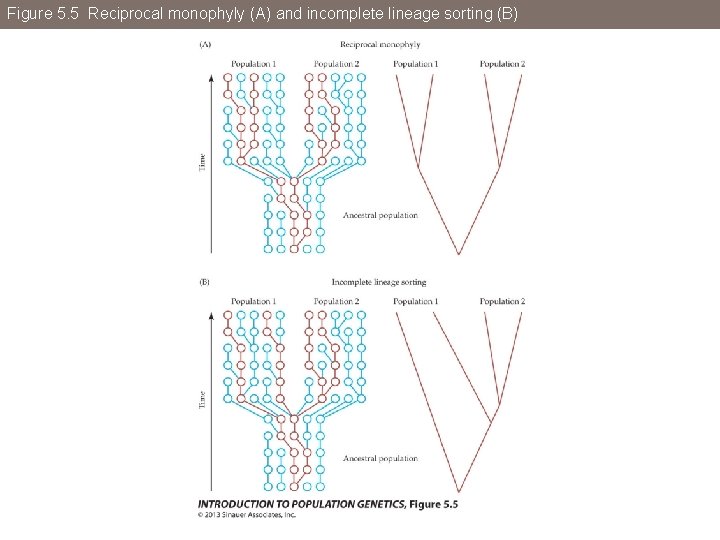 Figure 5. 5 Reciprocal monophyly (A) and incomplete lineage sorting (B) 