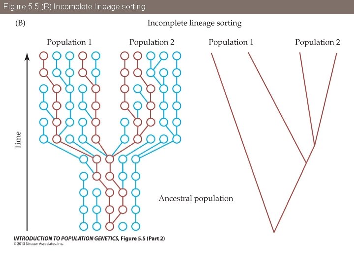 Figure 5. 5 (B) Incomplete lineage sorting 