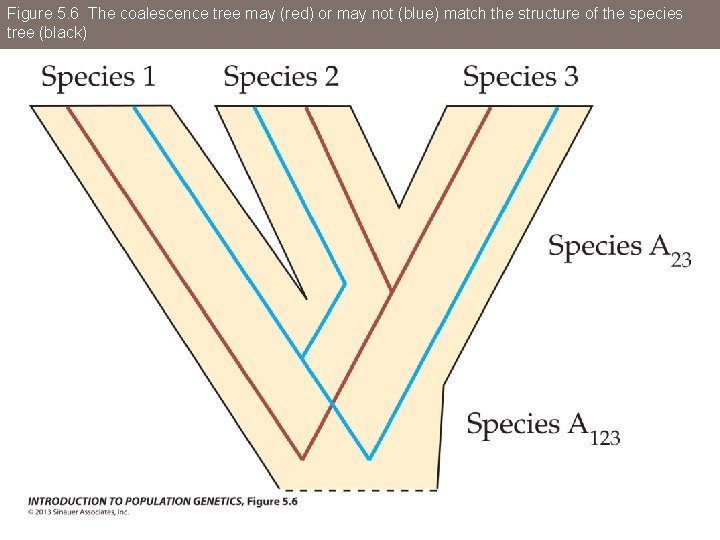 Figure 5. 6 The coalescence tree may (red) or may not (blue) match the