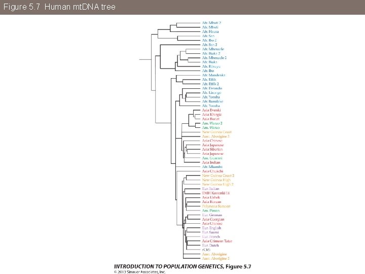 Figure 5. 7 Human mt. DNA tree 