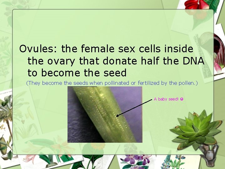 Ovules: the female sex cells inside the ovary that donate half the DNA to