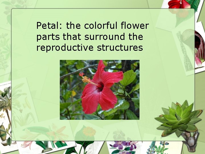 Petal: the colorful flower parts that surround the reproductive structures 