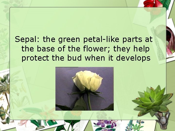 Sepal: the green petal-like parts at the base of the flower; they help protect