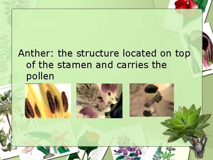 Anther: the structure located on top of the stamen and carries the pollen 