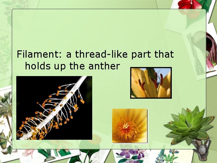 Filament: a thread-like part that holds up the anther 