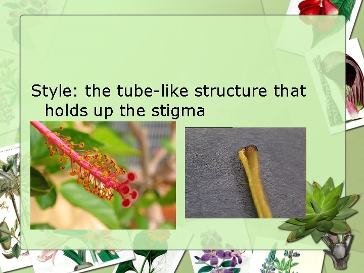 Style: the tube-like structure that holds up the stigma 