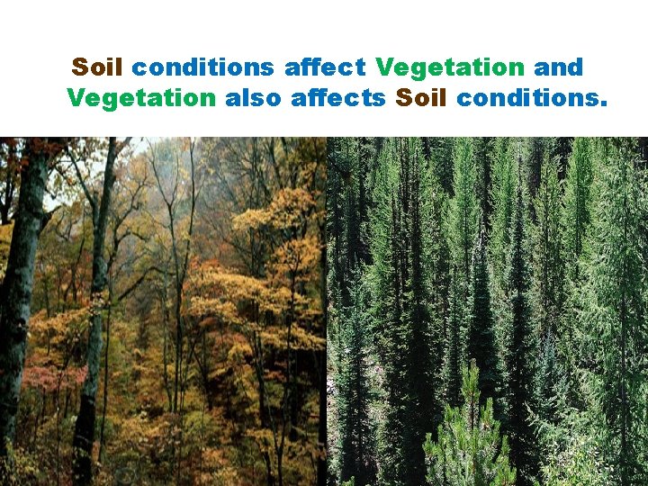 Soil conditions affect Vegetation and Vegetation also affects Soil conditions. 