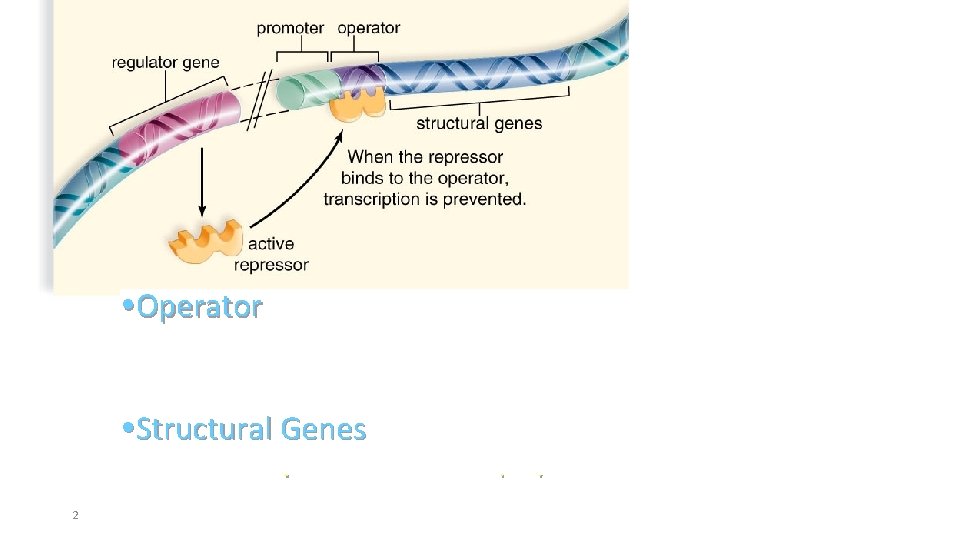 Pg 252 Operator Operon consist of three components Promoter. Genes Structural DNA sequence where