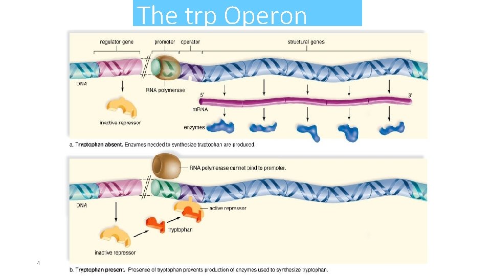 The trp Operon 4 